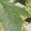 Acer platanoides 'Emerald Lustre', leaves
