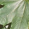 Acer platanoides 'Emerald Lustre', leaves