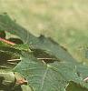 Acer platanoides 'Emerald Lustre', leaves