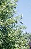 Acer platanoides 'Emerald Queen', habit
