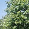 Acer platanoides 'Emerald Queen', habit