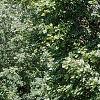 Acer platanoides 'Emerald Queen', habit