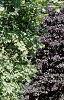 Acer platanoides 'Emerald Queen', habit