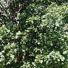 Acer platanoides 'Emerald Queen', habit