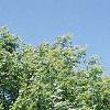 Acer platanoides 'Emerald Queen', habit