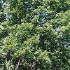Acer platanoides 'Emerald Queen', habit