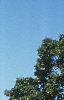 Acer platanoides 'Globosum', habit