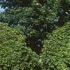 Acer platanoides 'Globosum', habit