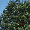 Acer platanoides 'Globosum', habit