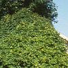 Acer platanoides 'Globosum', habit