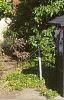 Acer platanoides 'Globosum', habit