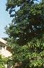 Acer platanoides 'Globosum', habit