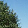 Acer platanoides 'Globosum', habit