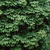 Acer platanoides 'Globosum', habit