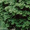 Acer platanoides 'Globosum', habit
