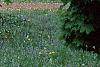 Acer platanoides 'Globosum', habit