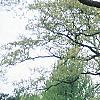 Acer platanoides 'Globosum', habit