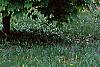 Acer platanoides 'Globosum', habit