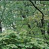 Acer platanoides 'Globosum', habit