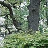Acer platanoides 'Globosum', habit