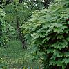 Acer platanoides 'Globosum', habit