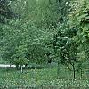 Acer platanoides 'Globosum', habit