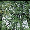 Acer platanoides 'Globosum', habit