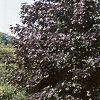 Acer platanoides 'Royal Red', habit