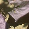 Acer platanoides 'Royal Red', leaves