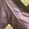 Acer platanoides 'Royal Red', leaves