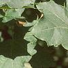 Acer platanoides 'Schwedleri', leaves