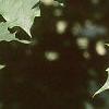 Acer platanoides 'Schwedleri', leaves