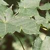 Acer platanoides 'Schwedleri', leaves
