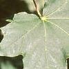 Acer platanoides 'Schwedleri', leaves