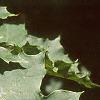 Acer platanoides 'Schwedleri', leaves