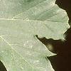 Acer platanoides 'Schwedleri', leaves