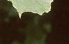 Acer platanoides 'Schwedleri', leaves