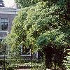 Acer pseudosieboldianum, habit