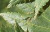Acer pseudosieboldianum, leaves