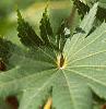 Acer pseudosieboldianum, leaves