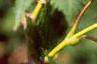Acer pseudosieboldianum, leaves
