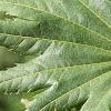 Acer pseudosieboldianum, leaves