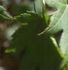 Acer pseudosieboldianum, leaves
