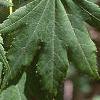 Acer pseudosieboldianum, leaves