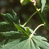 Acer pseudosieboldianum, leaves