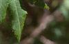 Acer pseudosieboldianum, leaves