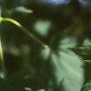 Acer pseudosieboldianum, leaves