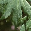 Acer pseudosieboldianum, leaves