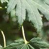 Acer pseudosieboldianum, leaves