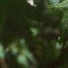 Acer pseudosieboldianum, leaves